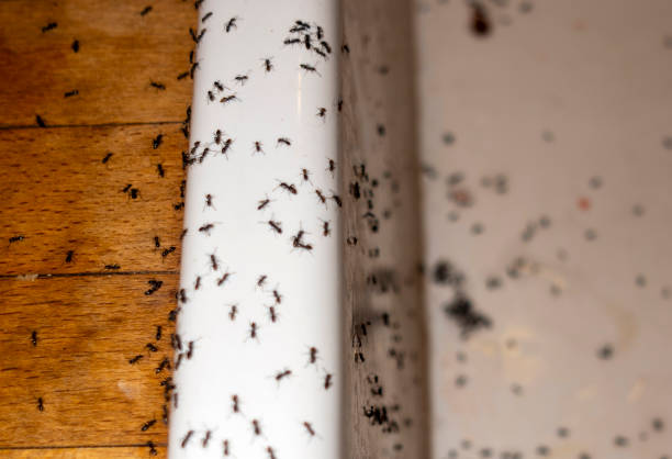 Best Mosquito Control Services  in Hollywood, SC