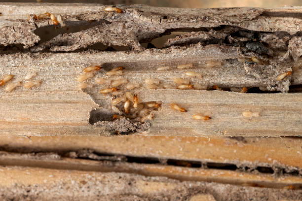 Best Best Pest Control Companies  in Hollywood, SC